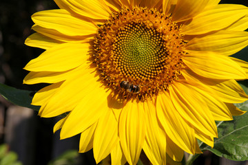 Sylt - the beautiful island is located in the north of Germany