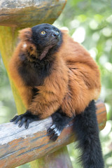 Red ruffed lemur (Varecia rubra, Roter Vari)