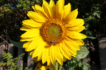Sylt - the beautiful island is located in the north of Germany