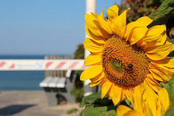 Sylt - the beautiful island is located in the north of Germany