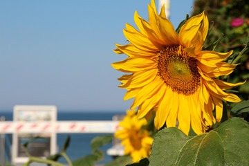Sylt - the beautiful island is located in the north of Germany