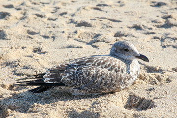 Sylt - the beautiful island is located in the north of Germany