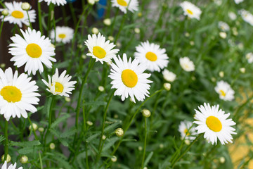 White garden chamomile in garden close up with selective focus