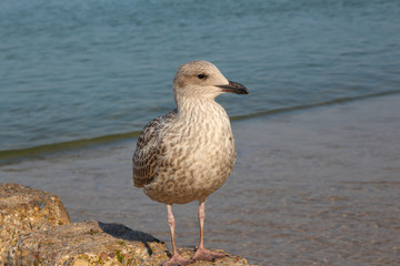 Sylt - the beautiful island is located in the north of Germany