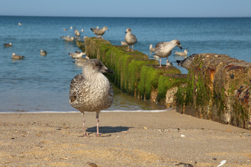 Sylt - the beautiful island is located in the north of Germany