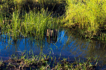 ducks in a pond