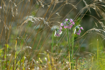 Blossoms of nodding wild onion (Allium cernuum) among meadow grasses along Appalachian Trail near Cole Mountain, Virginia