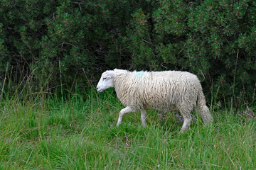 weißes Hausschaf (Berrichon du Cher) - white Sheep