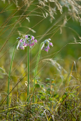 Blossoms of nodding wild onion (Allium cernuum) among meadow grasses along Appalachian Trail near Cold Mountain, Virginia