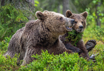 Fototapeta na wymiar She-Bear and cub in the summer pine forest. Family of Brown Bear. Scientific name: Ursus arctos. Natural habitat.
