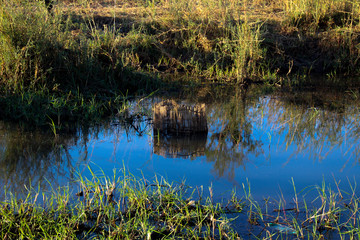 lake in the forest