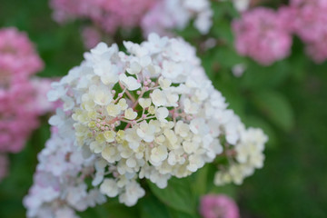 Favorite garden. Pink hydrangea in bloom. Hydrangea blooms on a sunny day. Blossoming flowers in the summer garden.