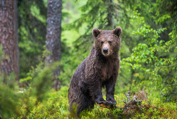Fototapeta na wymiar Cub of Brown Bear in the summer forest. Green natural background. Natural habitat. Scientific name: Ursus arctos.