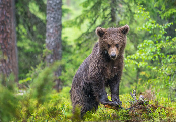 Cub of Brown Bear in the  summer forest. Green natural background. Natural habitat. Scientific name: Ursus arctos.