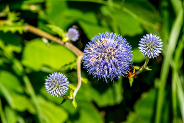 長者原のヒゴタイ
