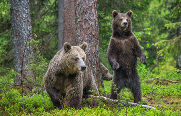 Mother She-Bear and cubs in the summer pine forest. Family of Brown Bear. Scientific name: Ursus arctos. Natural habitat.