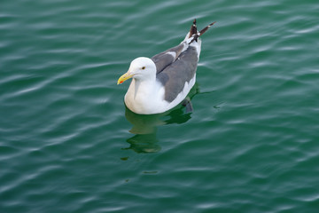 Image of a seagull on water taken from above.