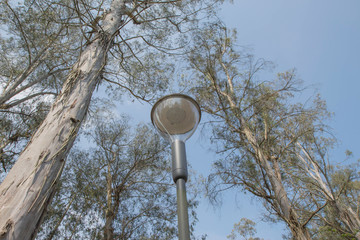 plants in the Main Botanical Garden. street lamp in the park. photo up to the tree top shot from below