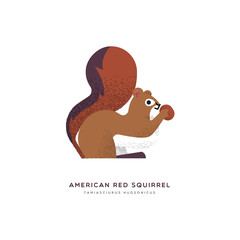 Red american squirrel isolated animal cartoon
