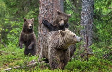 Fototapeta premium Mother She-Bear and cubs in the summer pine forest. Family of Brown Bear. Scientific name: Ursus arctos. Natural habitat.