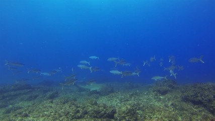 Yellow Tail Jack Fish School & Zebra Shark Or Leopard Shark. Graceful Beautiful Carpet Shark Swimming Underwater In Calm Blue Sea Water & Peaceful Coral Reef & Sunlit Sea Surface. Pelagic Marine Life