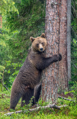 Fototapeta premium Female of Brown bear stands on its hind legs by a tree in a summer forest. Scientific name: Ursus Arctos ( Brown Bear). Green natural background. Natural habitat.