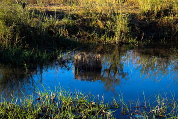 lake in forest