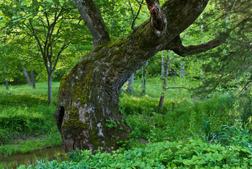 Old twisted maple tree along stream near Charlottesville, Virginia.