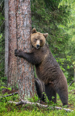 Female of Brown bear stands on its hind legs by a tree in a summer forest. Scientific name: Ursus Arctos ( Brown Bear). Green natural background. Natural habitat.