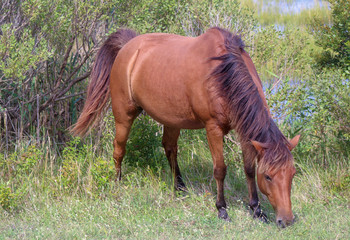 Wild Assateague  Island Pony grazing