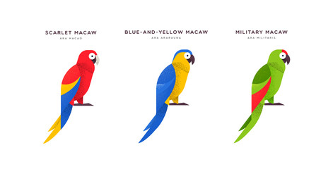 Macaw parrot bird isolated animal cartoon set © Cienpies Design