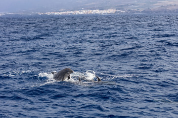 Fototapeta premium dolphins swimming in atlantic ocean near the coast of Tenereife.