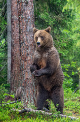 Female of Brown bear stands on its hind legs by a tree in a summer forest. Scientific name: Ursus...