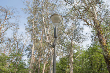 photo up to the tree top shot from below. alley with lanterns. Beautiful branch and blue sky