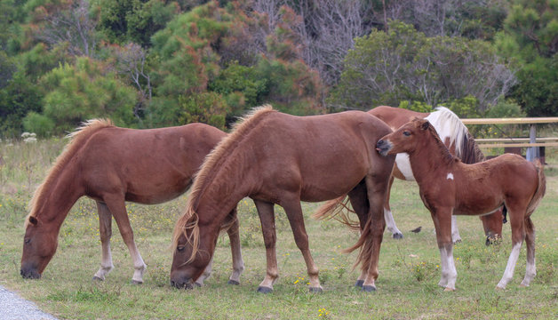 Wild Herd of Assateague  Island  Ponies with a colt