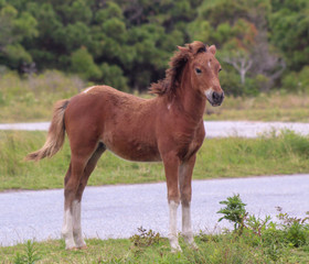 Obraz na płótnie Canvas wild Assateague Island colt pony