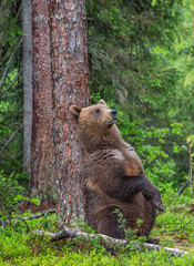 Obraz na płótnie Canvas Brown Bear sitting leaning against a tree in a summer forest. Scientific name: Ursus Arctos. Green natural background. Natural habitat.