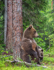 Fototapeta na wymiar Brown Bear sitting leaning against a tree in a summer forest. Scientific name: Ursus Arctos. Green natural background. Natural habitat.