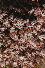 Autumn red maple leaves