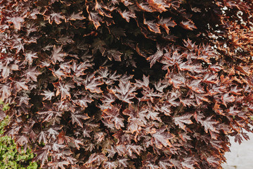 Autumn red maple leaves