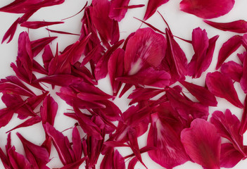 Beautiful red peony petals background or texture top view