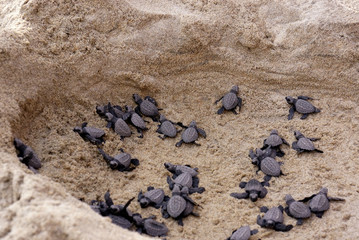 tortugas marinas bebes
