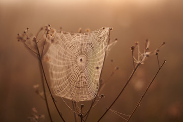 spider web in a field at dawn in summer