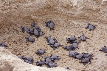 tortugas marinas bebe 