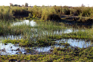lake in the forest