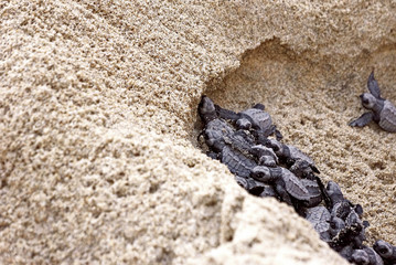 nido de tortugas marinas