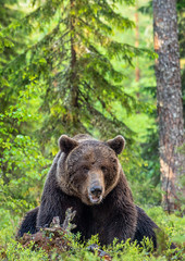Plakat Brown bear in the summer forest. Green forest natural background. Scientific name: Ursus arctos. Natural habitat.