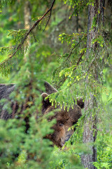 Hiding bear. Adult wild Brown bear in the summer forest. Green forest natural background. Scientific name: Ursus arctos. Natural habitat.