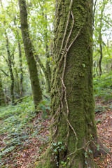 Ancient woodlands Draynes wood Golitha Falls