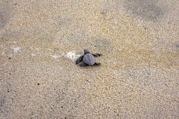 Fototapeta na wymiar tortuga marina